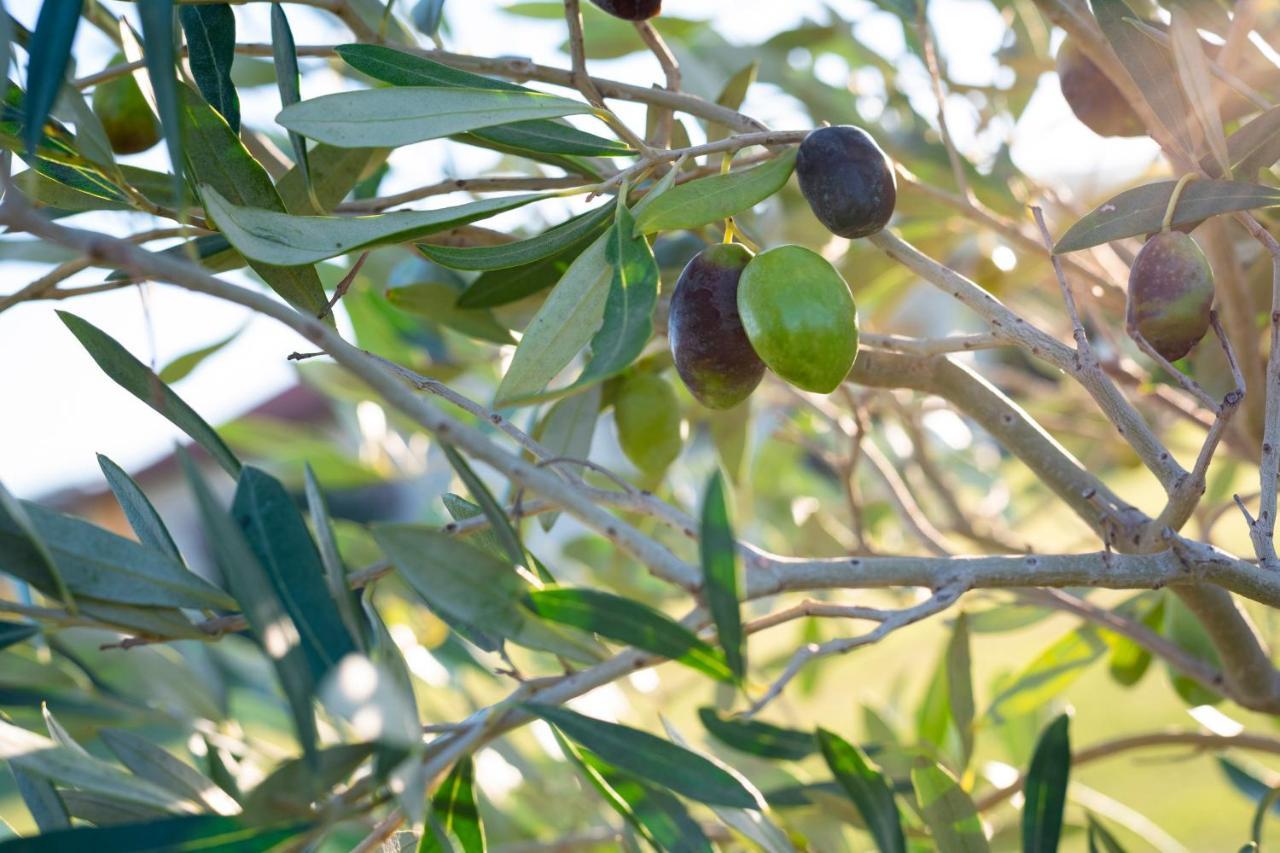 Agriturismo Terre Di Castiglione Castiglione della Pescaia Eksteriør billede