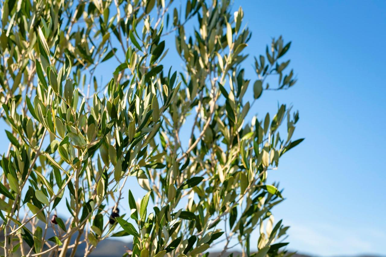 Agriturismo Terre Di Castiglione Castiglione della Pescaia Eksteriør billede