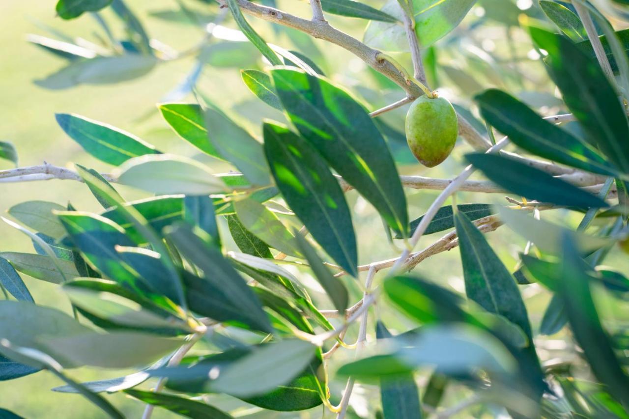 Agriturismo Terre Di Castiglione Castiglione della Pescaia Eksteriør billede